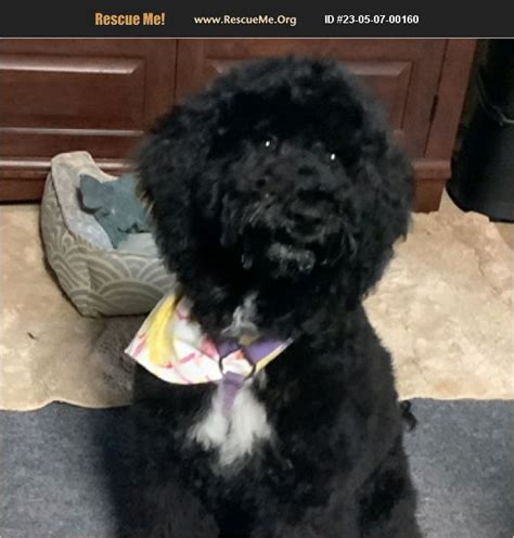 Mom is a sweet red cavalier. . Poodle rescue lancaster pa